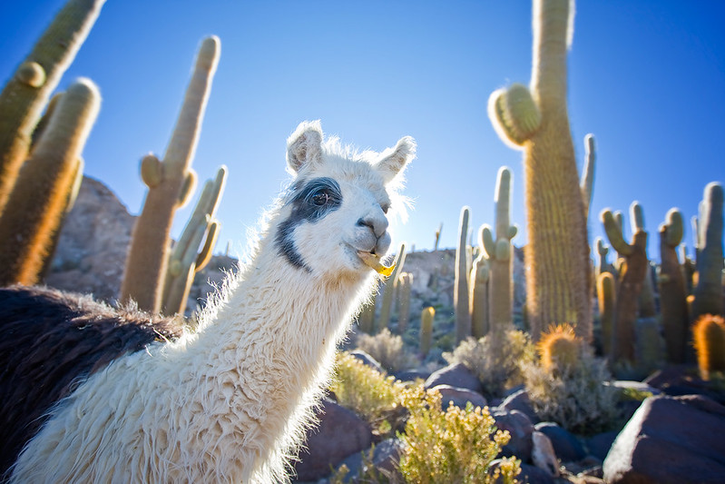 llama