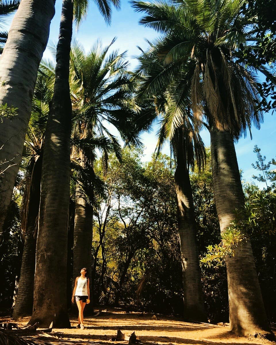 palms