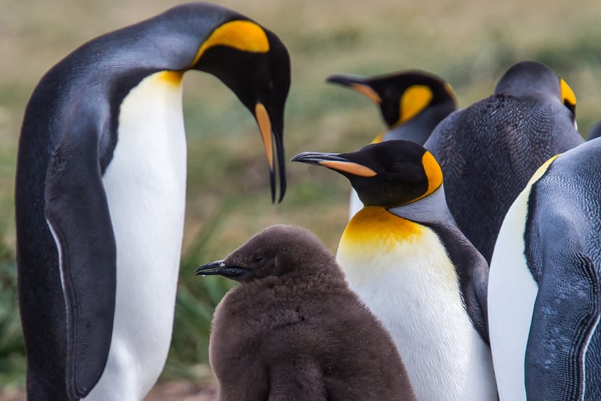 king penguin