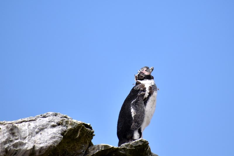 penguins - Punta Choros