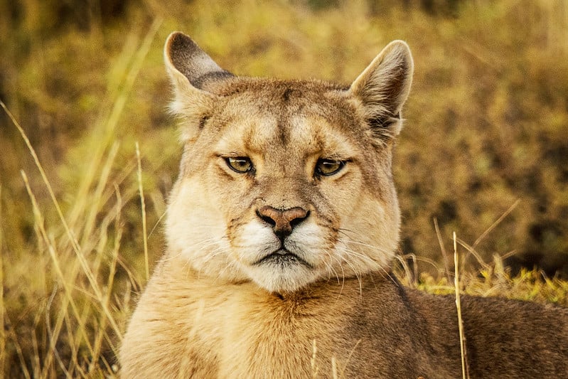 Puma in Torres del Paine