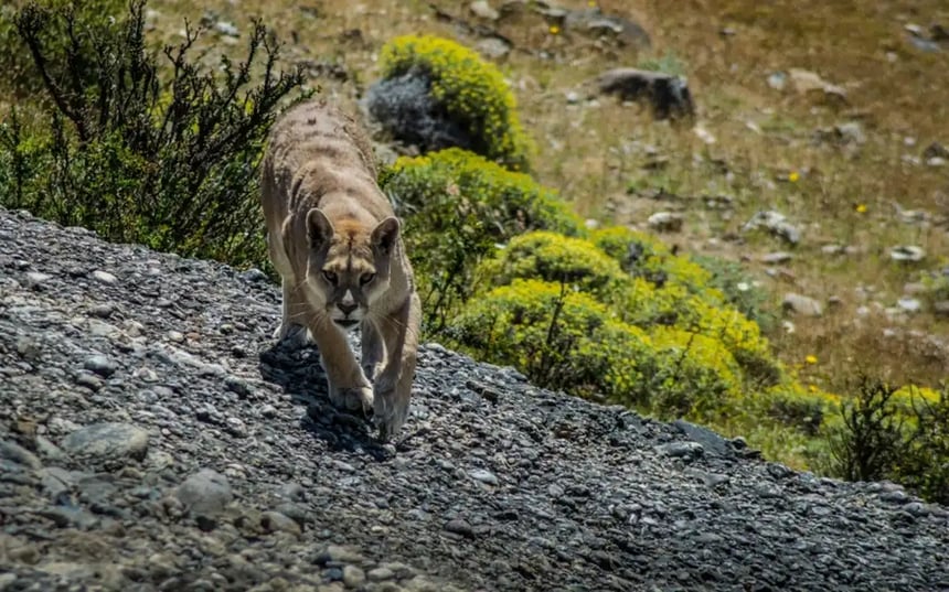 puma tracking_resultado