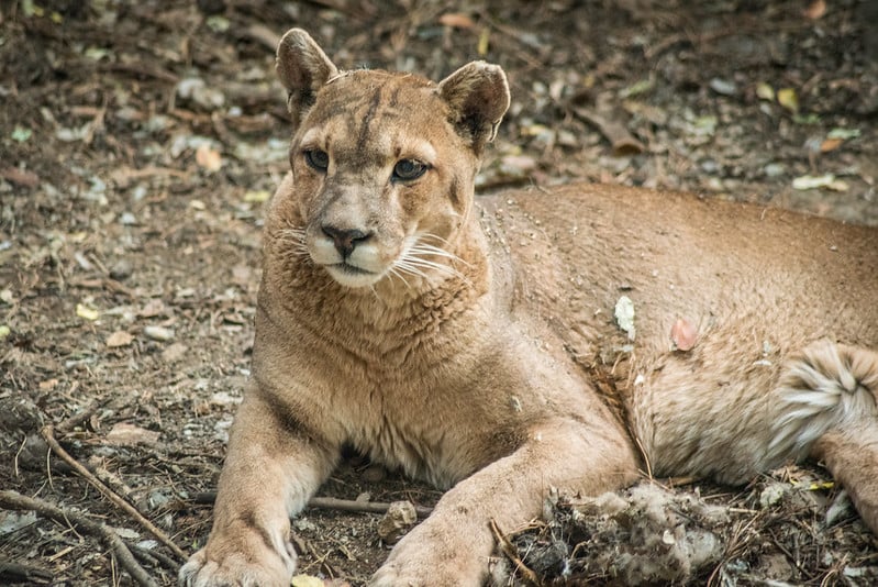 puma-refugiocascada