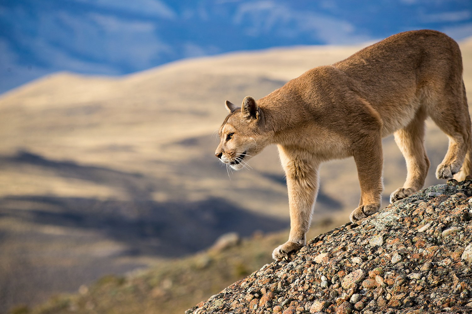 puma in Patagonia