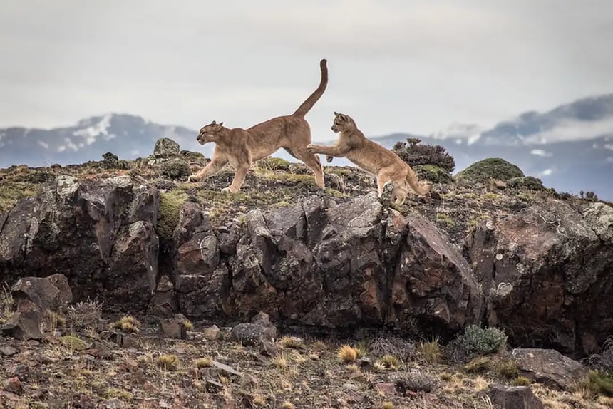 pumas playing torres del paine - Webp