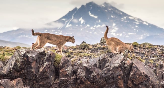 pumas playing
