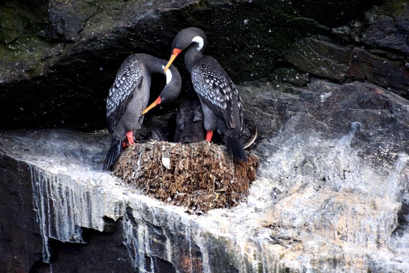 Birds in Punta Choros