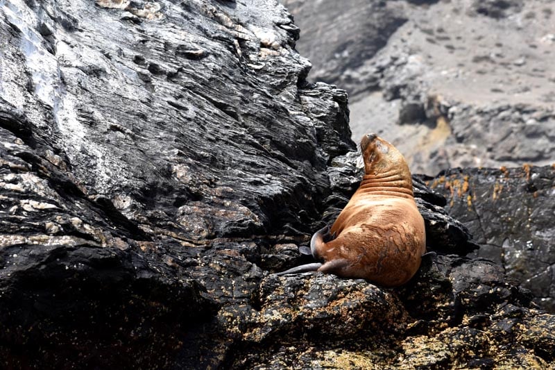 Sea Lion in Punta Choros