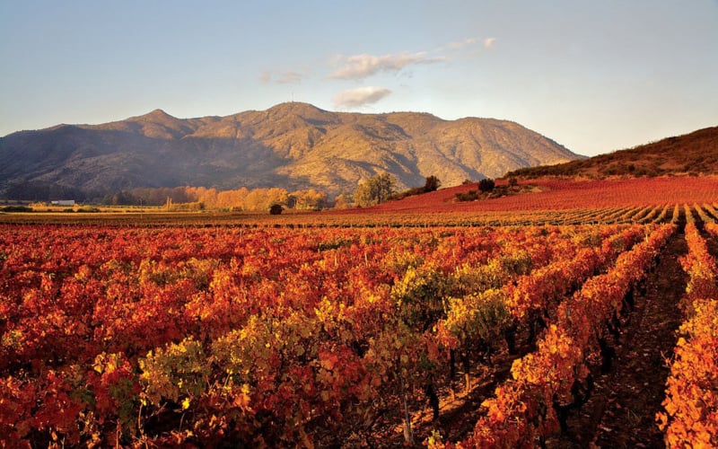 vineyard_0
