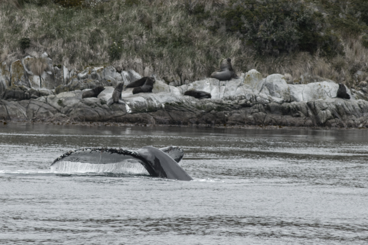 whale watching