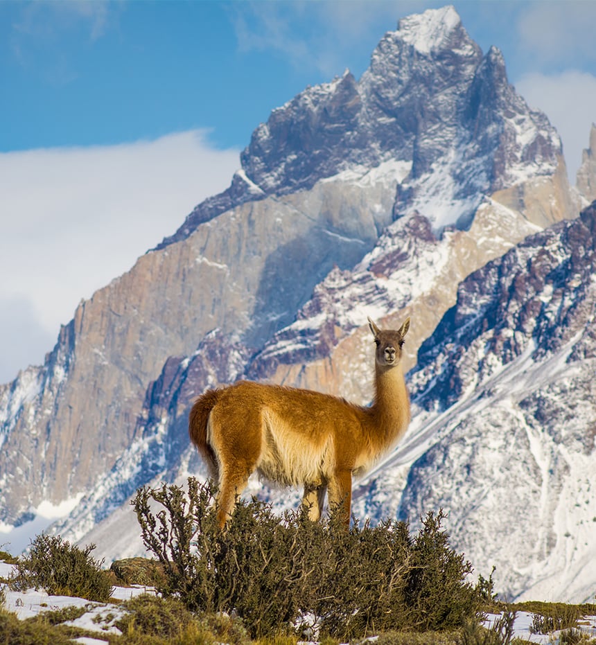 wildlife guanaco patagonia