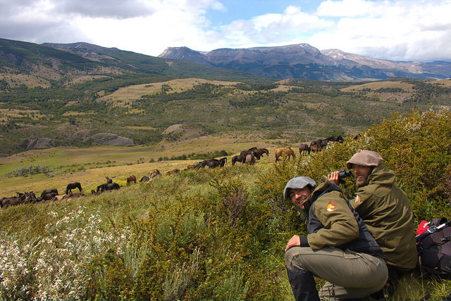 Wild horse tracking