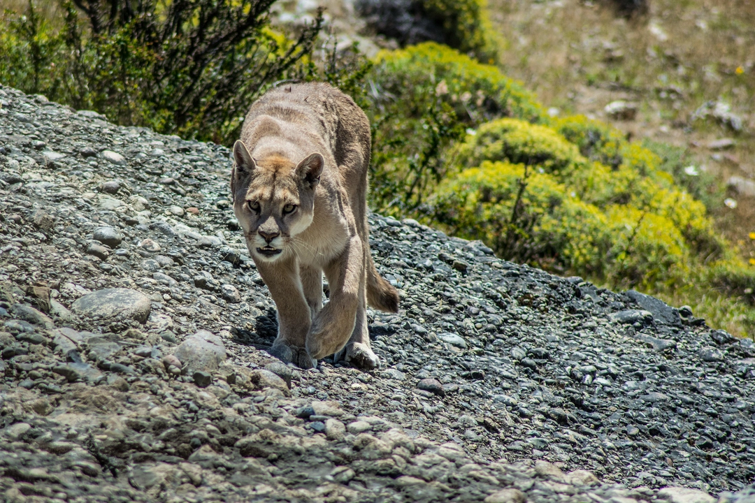 Puma on a Hunt