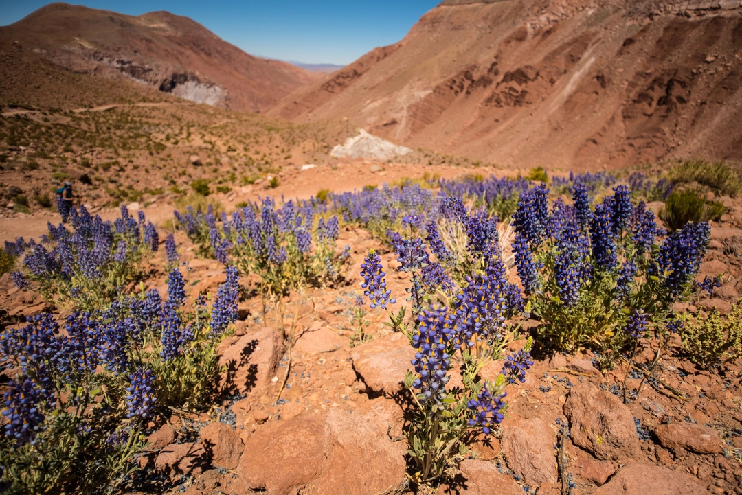 travel to chile in july