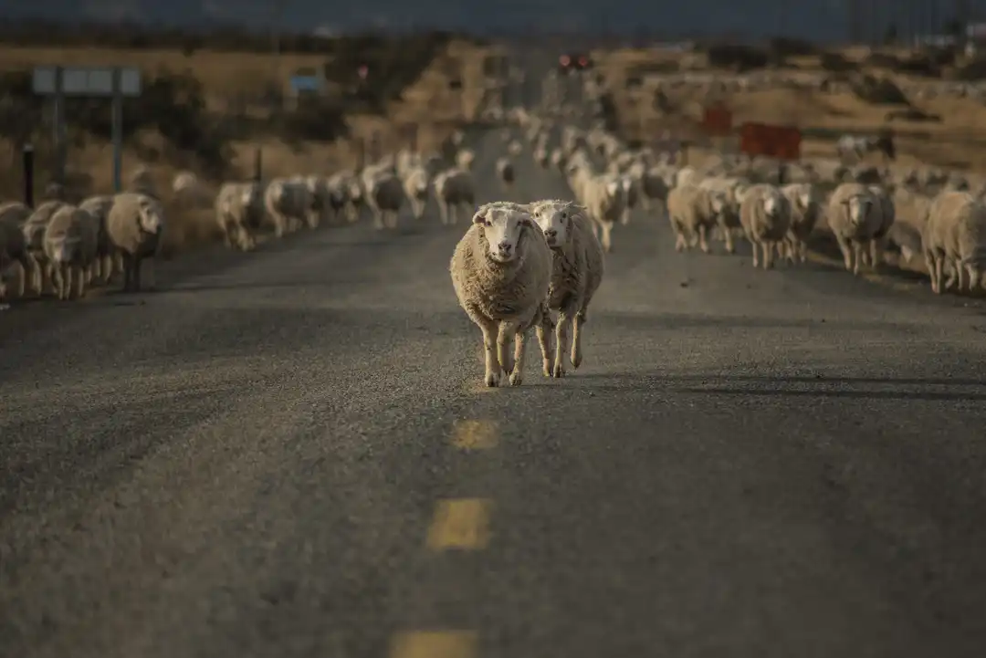 Sheep on the Road