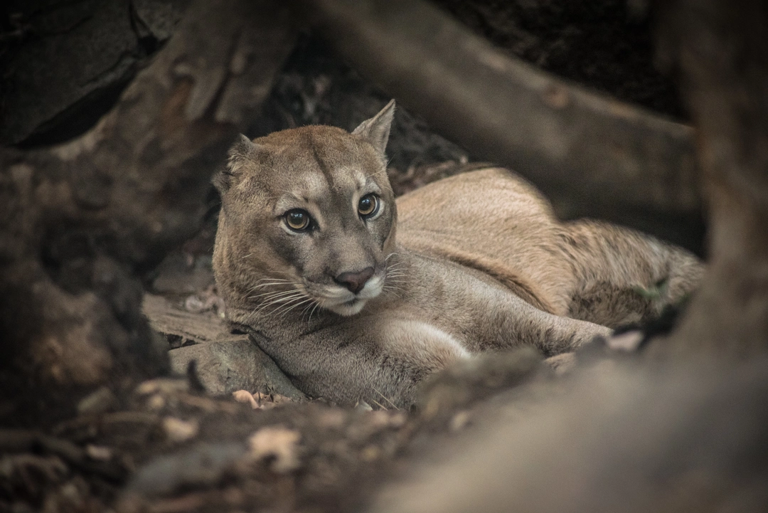 All You to Know About Puma Spotting in Patagonia