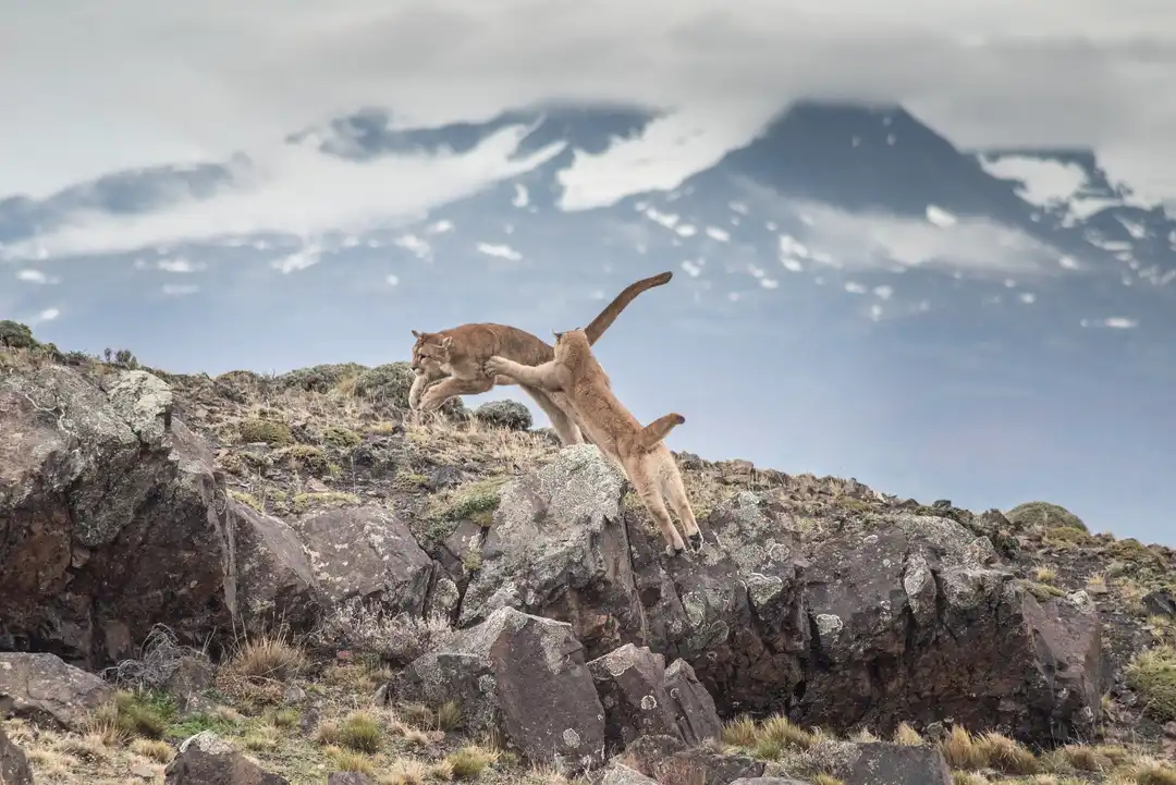 Spotting Pumas in Patagonia