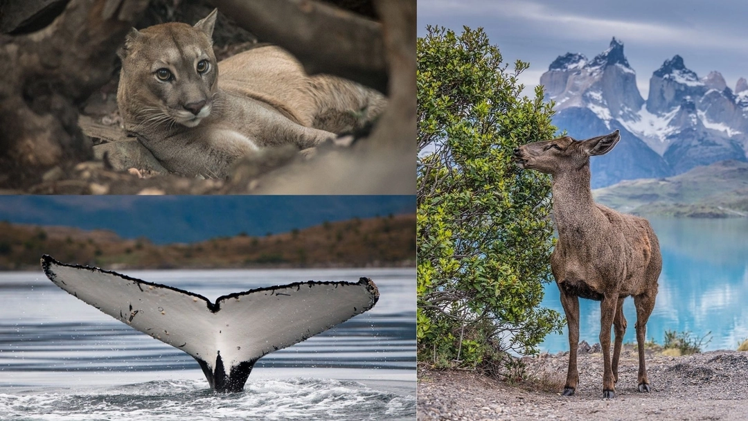 Wildlife in Patagonia: You Need to Know