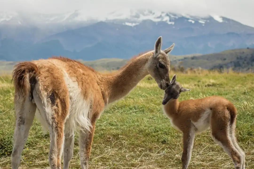 Guanaco - Mother and Daughter - Webp