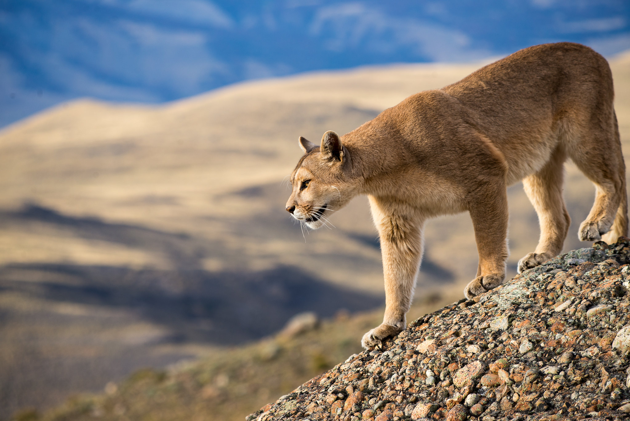 Happy 60th Anniversary Torres del Paine! This is Why We Love You.