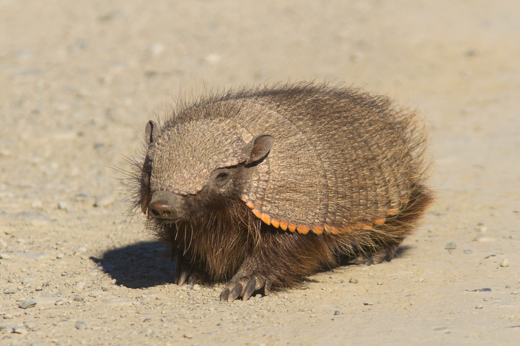 dwarf armadillo 