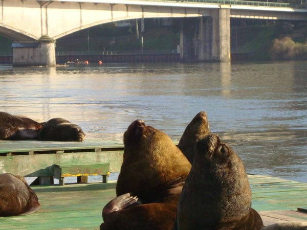 Sea Lions Valdivia