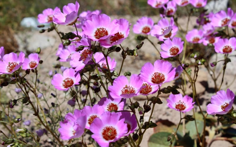 Flowers in Atacama