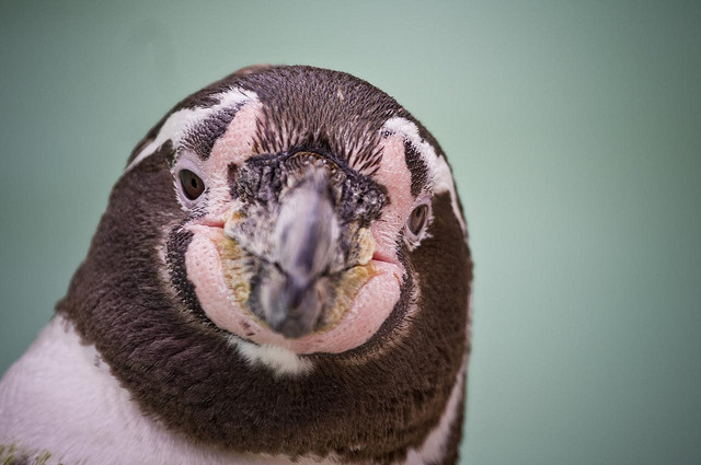 penguin