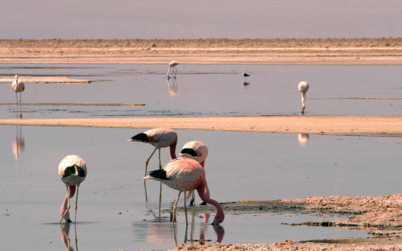 flamingos