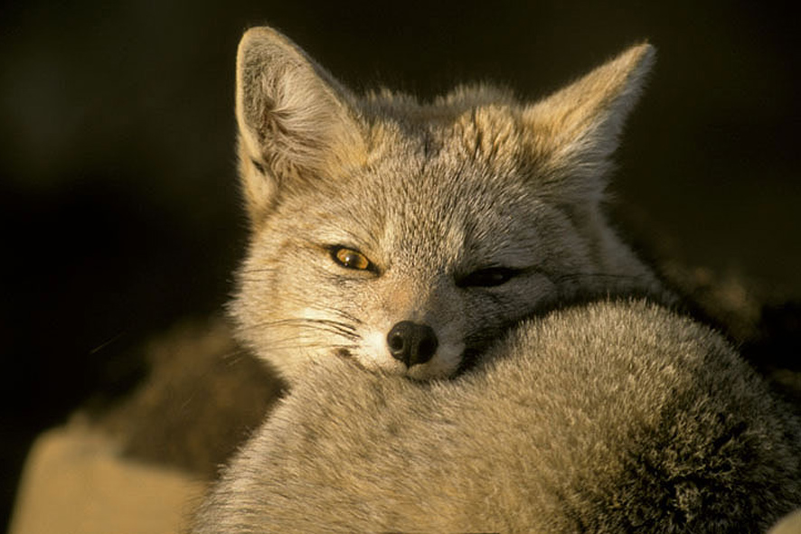 grey fox