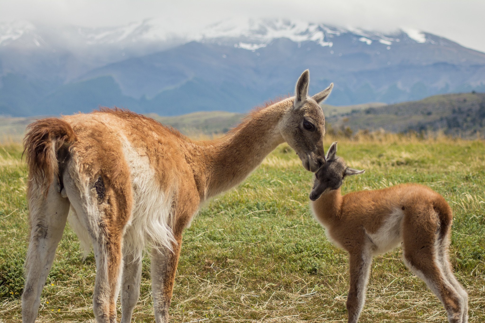 Guanacos mother and calf