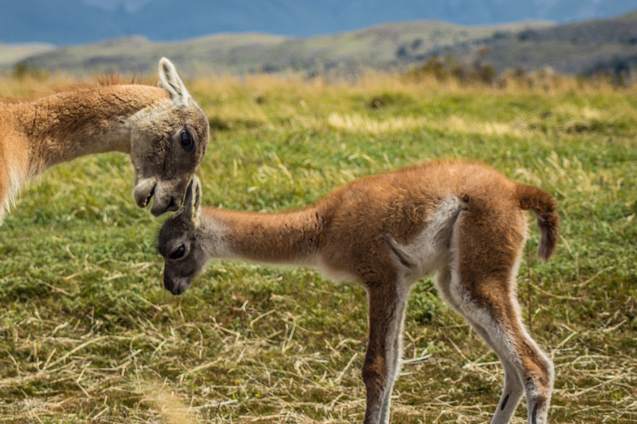 Guanacos mother and calf