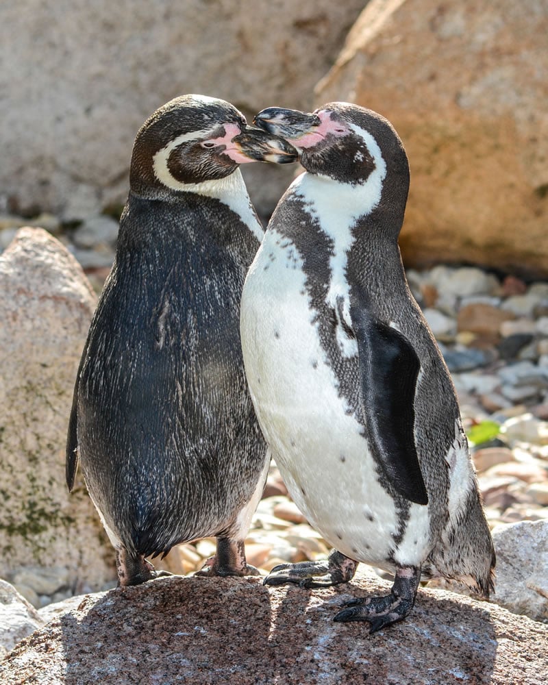 humboldt penguins