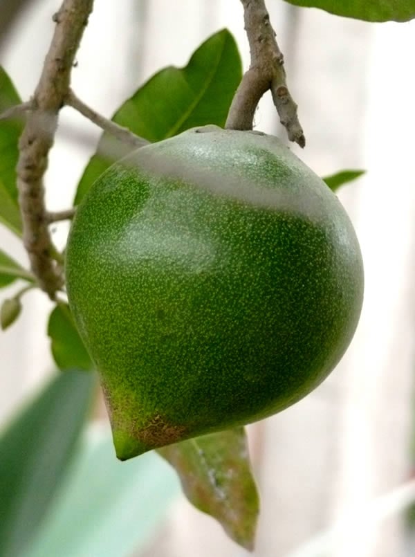 lucuma