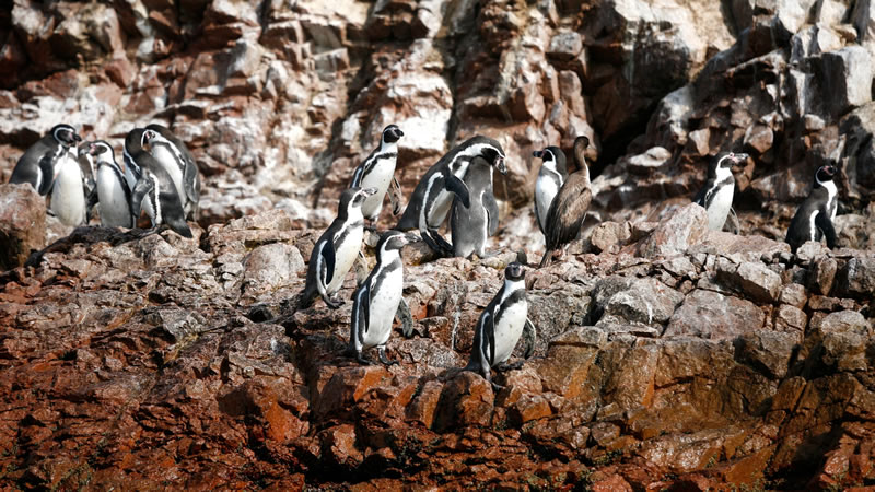 sociable humboldt penguins