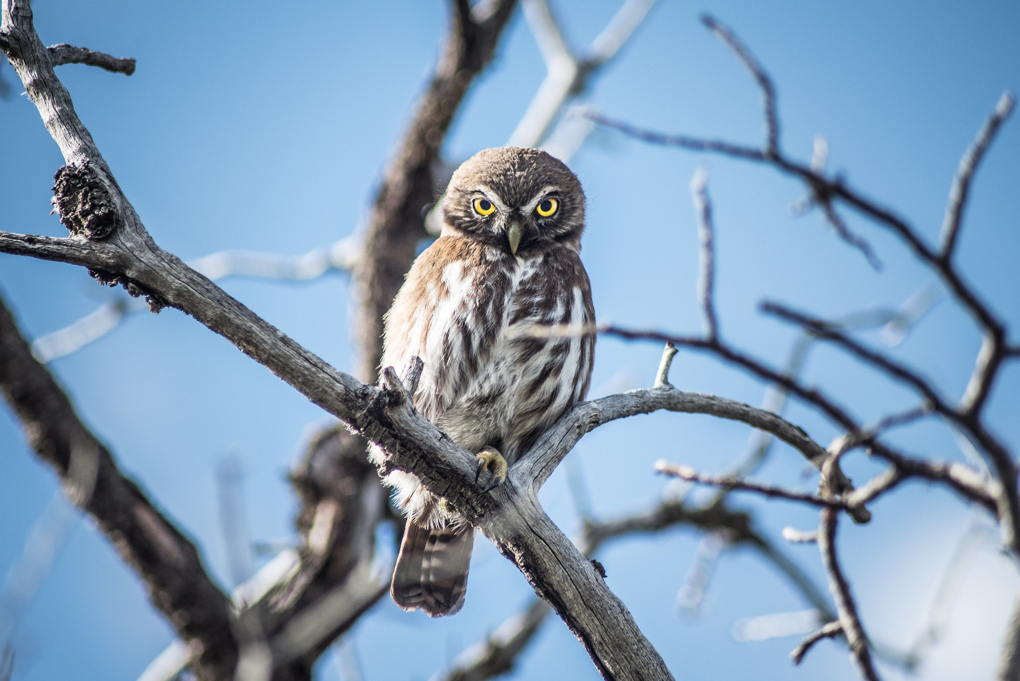 pygmy owl