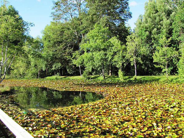 Parque Saval Valdivia