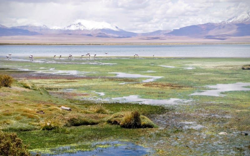 Flamingos in Atacama