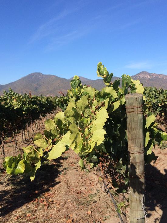 vines in Chile 