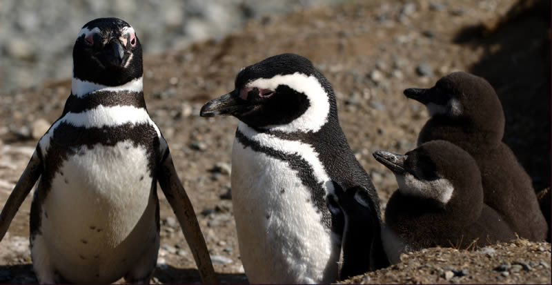 Penguins of Magdalena Island