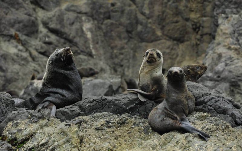 walrus and seals