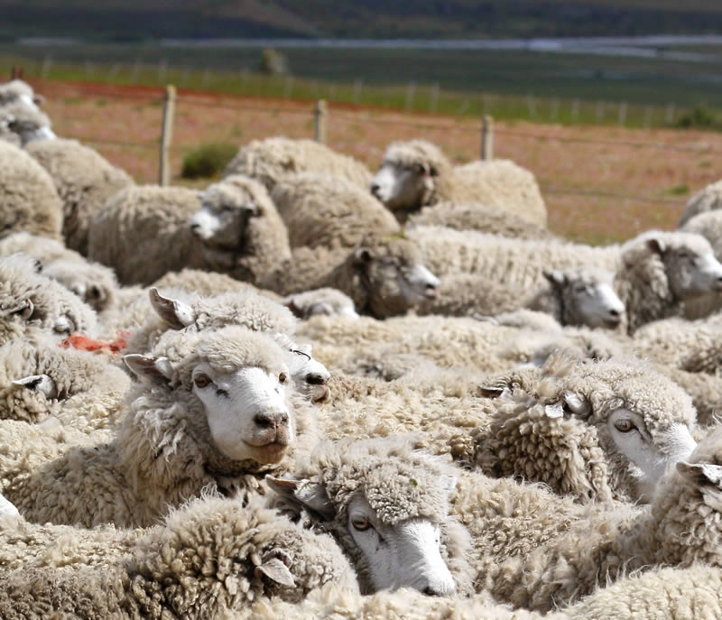 Sheep Farming in Patagonia