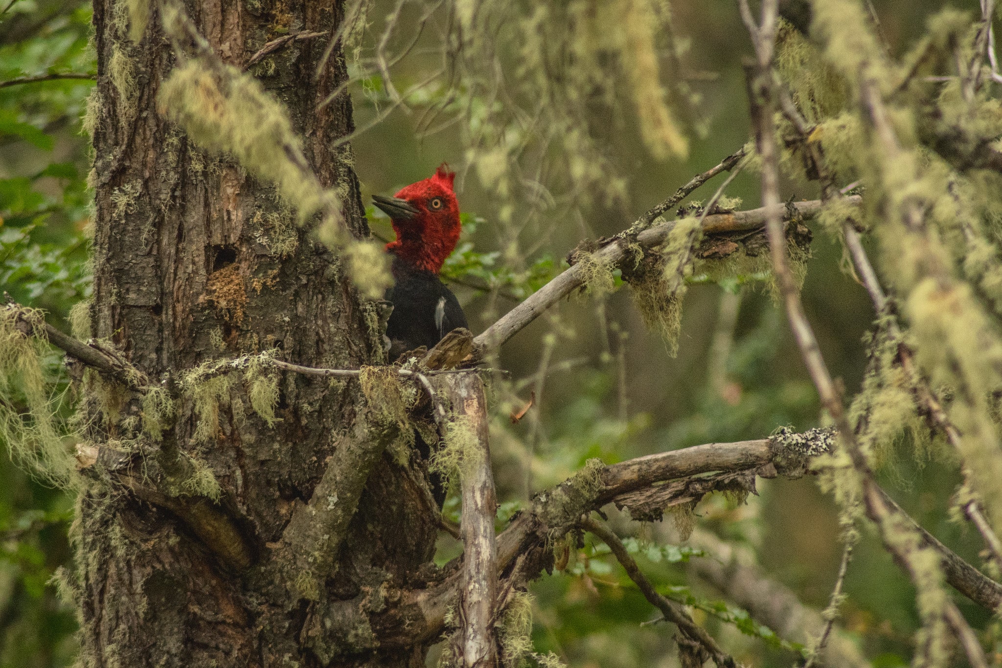 woodpecker bird