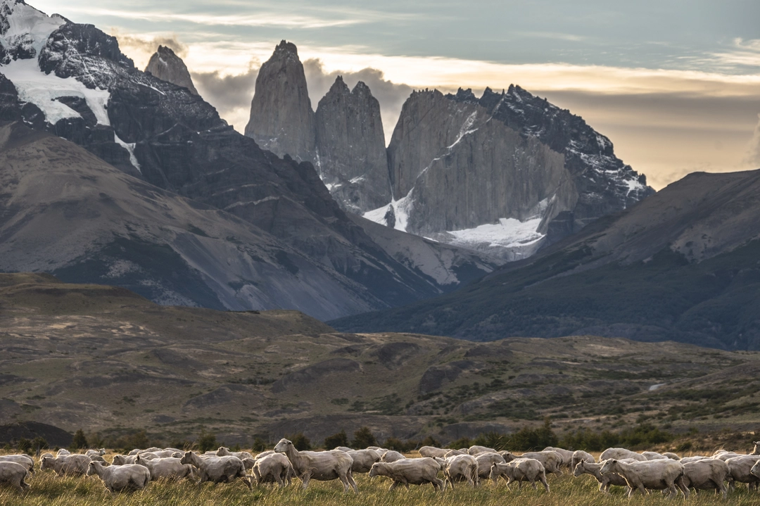 Sheep in Patagonia