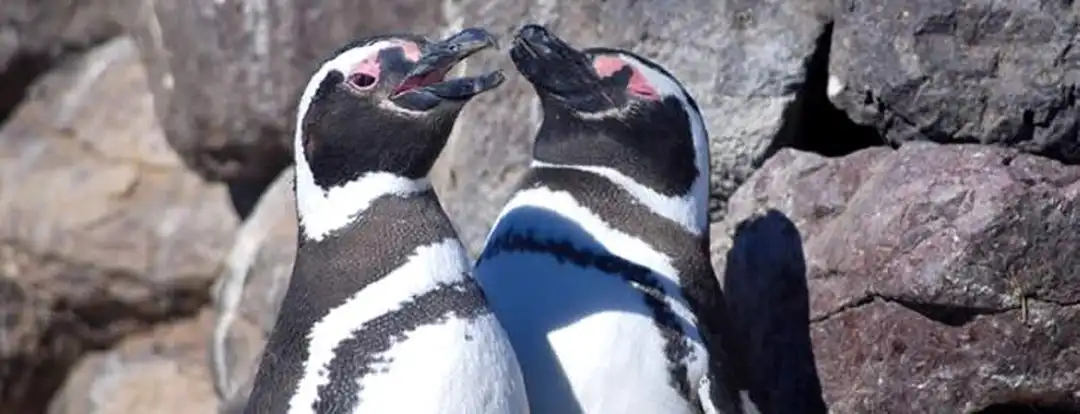 Penguins Magdalena Island