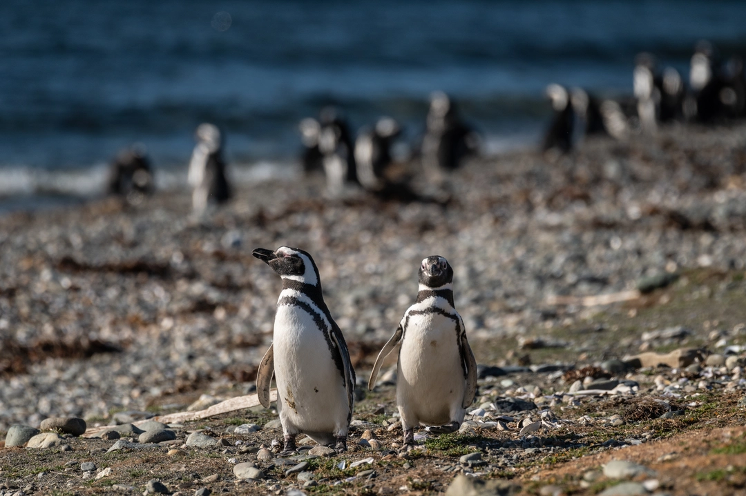 Magellanic Penguins