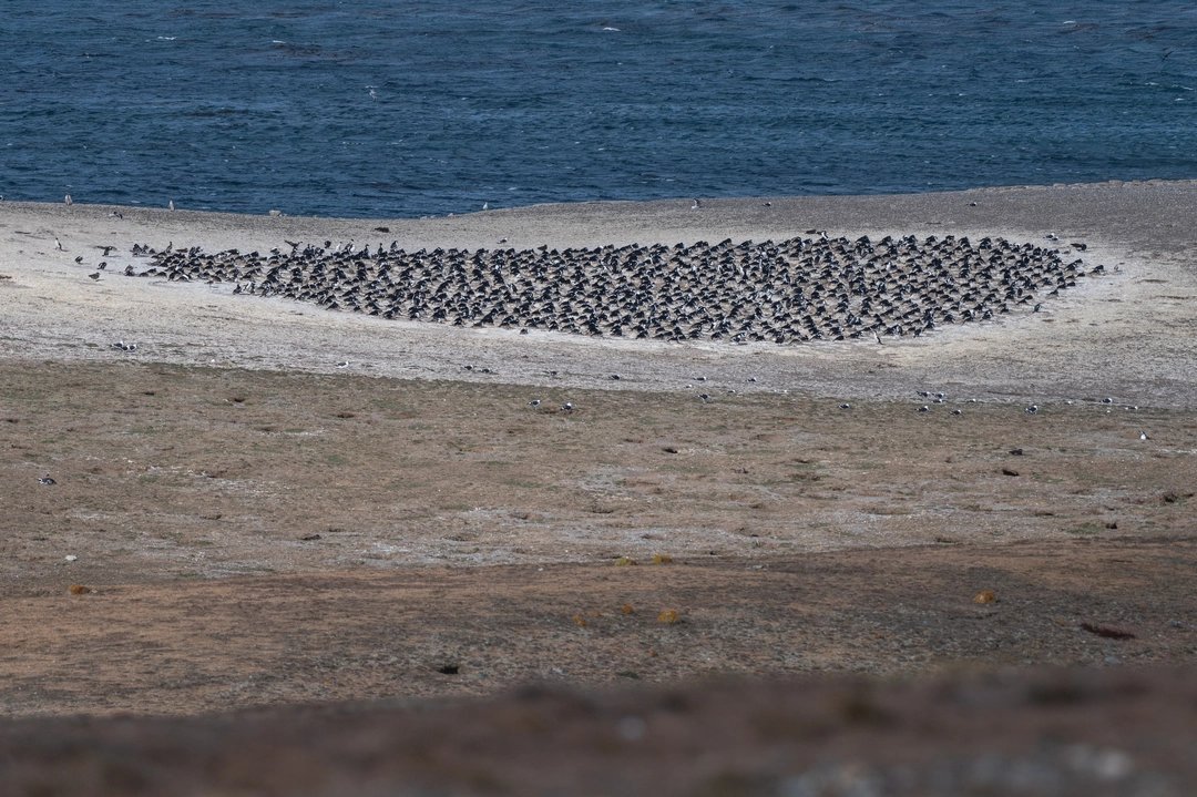 A colony of cormorants
