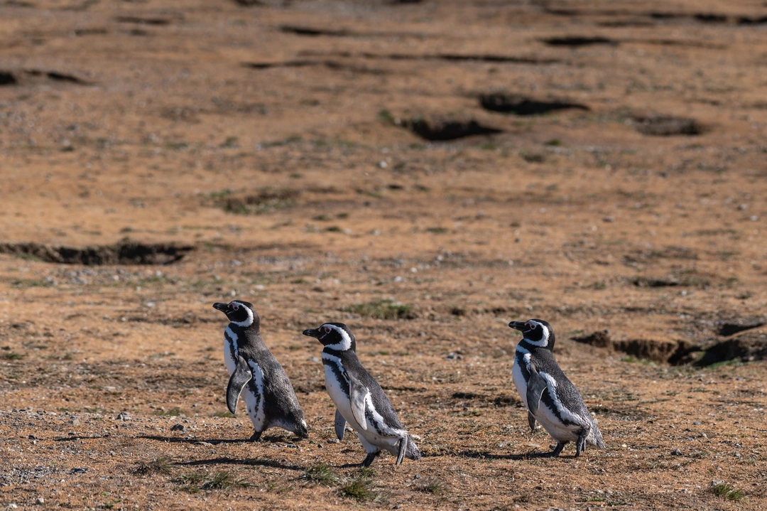 Cute Magellanic Penguins