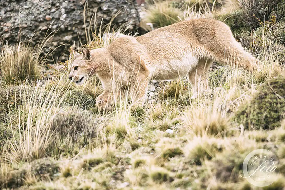 Puma Predator - Webp