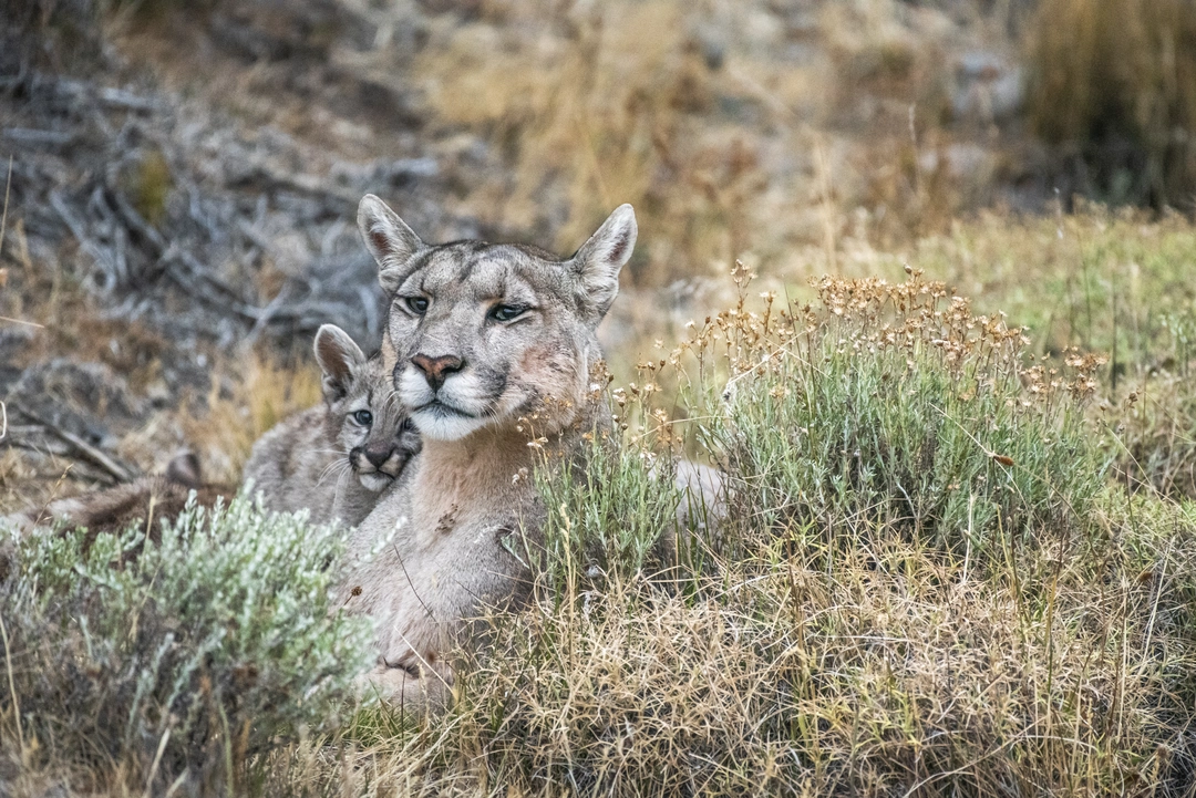 Puma Family in Torres del Paine